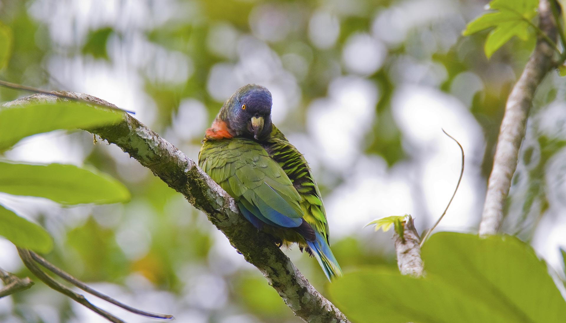 See St. Lucia's National Bird - The Jacquot